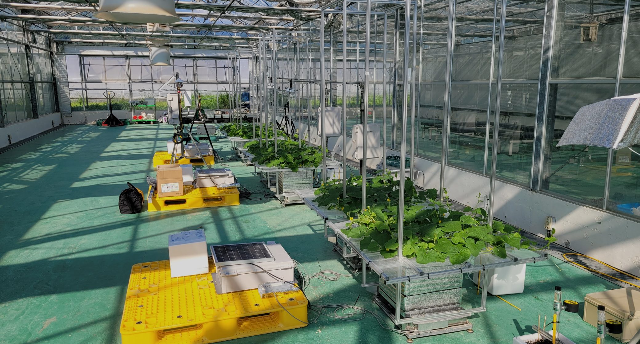 과채류 모니터링 현장